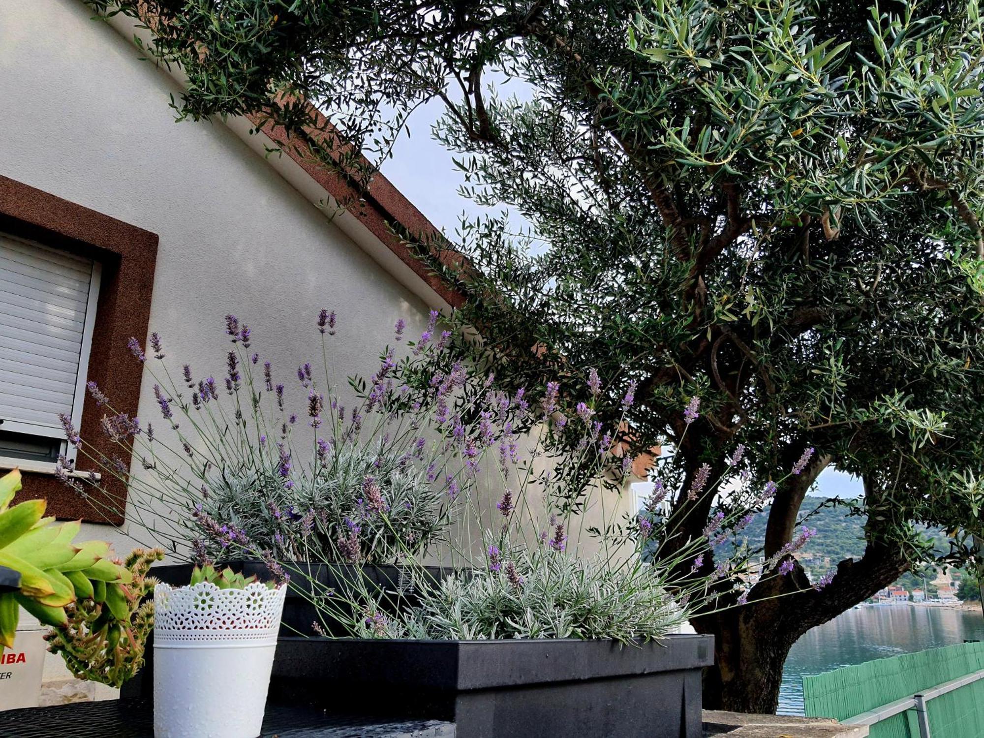 Villa Sunshine Baum Marina Extérieur photo